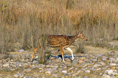 Side view of a reptile on field