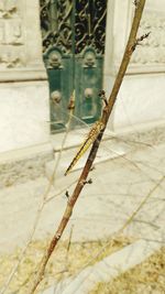 Close-up of lizard