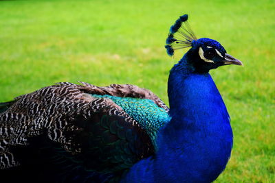 Close-up of a peacock