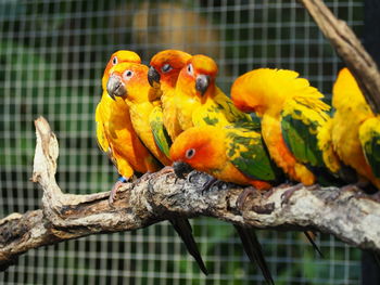 Birds perching on branch in cage