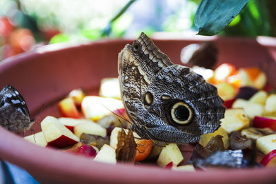 Butterflies on fruits