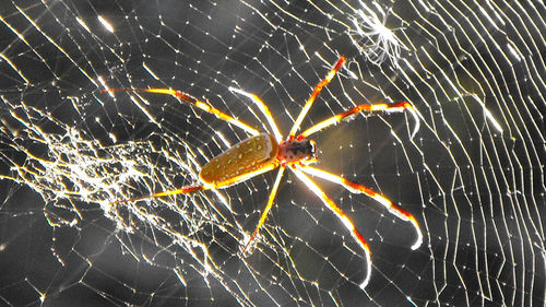 Close-up of spider on web