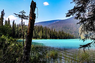 Scenic view of pine trees by lake against sky