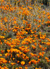 Close-up of yellow flowering plants on field