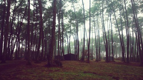 Trees in forest against sky