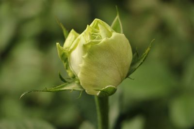 Close-up of flowering plant