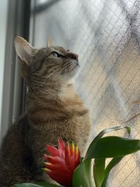 Close-up of a cat looking away