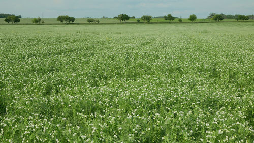 Scenic view of agricultural field