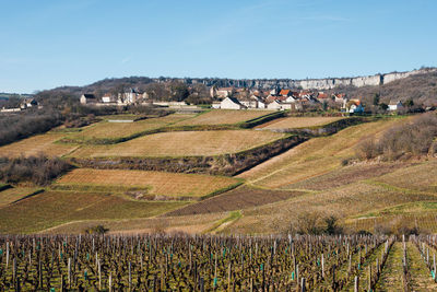 Scenic view of vineyard against sky