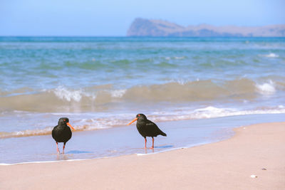 Birds on pauanui beach new zealand landscape 