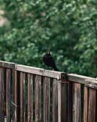 Close-up of bird perching on fence
