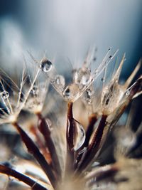 Close-up of dry plant