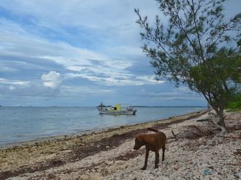 Dog in a sea