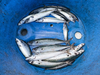 High angle view of fish in blue container