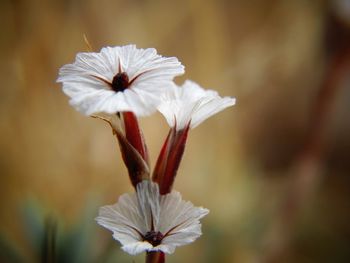 White flowers blooming at park