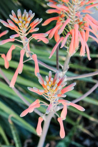 Close-up of flowers blooming outdoors