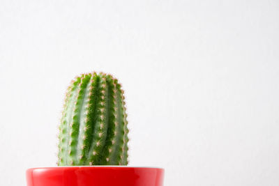 Close-up of cactus plant against white background
