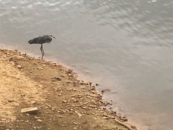 High angle view of gray heron on beach