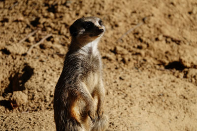 meerkat