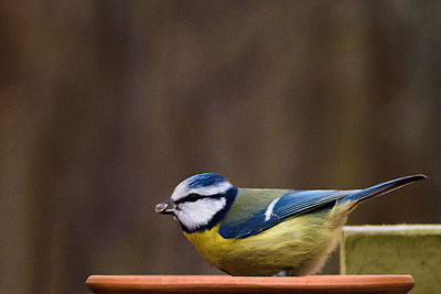 Close-up of bird perching outdoors