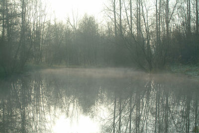 Reflection of bare trees in calm lake