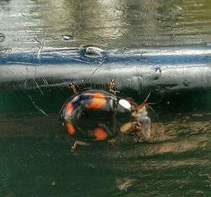 Close-up of fish in water