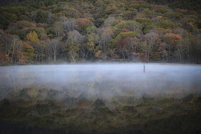 Scenic view of lake in forest