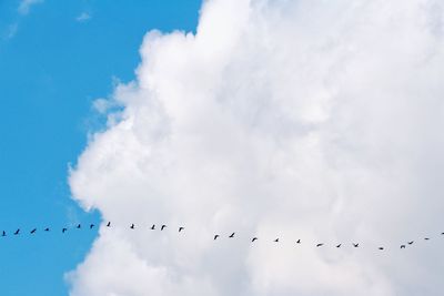 Low angle view of birds flying in sky