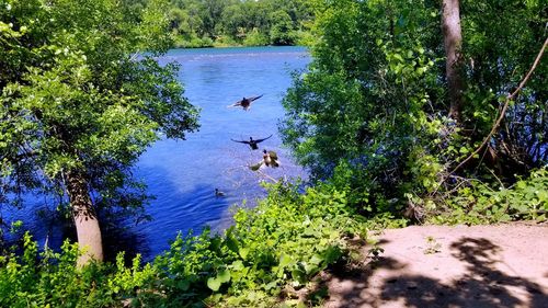 High angle view of jumping in lake