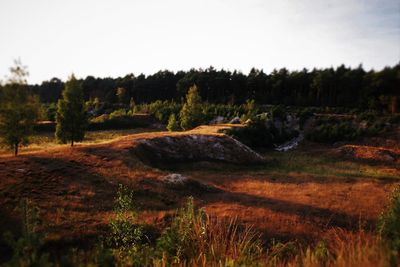 Scenic view of forest against sky