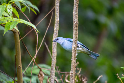 Close-up of bird perching on branch