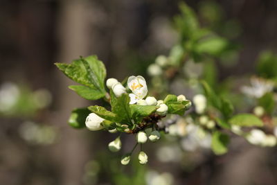 Close-up of white flowering plant