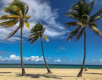 Palm trees on beach against sky