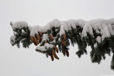 Low angle view of snow covered plants against clear sky