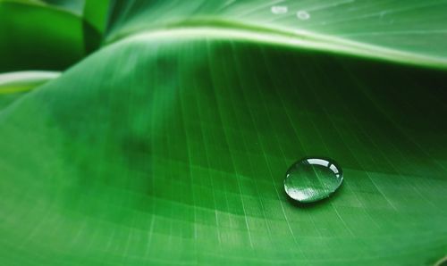 Close-up of water drops on leaf