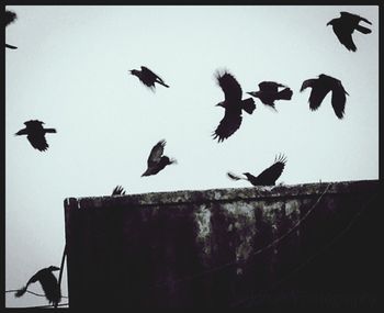 Low angle view of birds