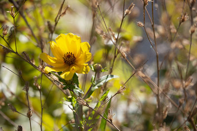 Close-up of yellow flowering plant