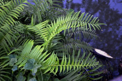 Close-up of plant in sea