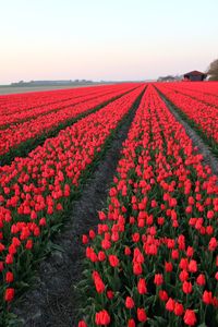 Red flowers on field against sky