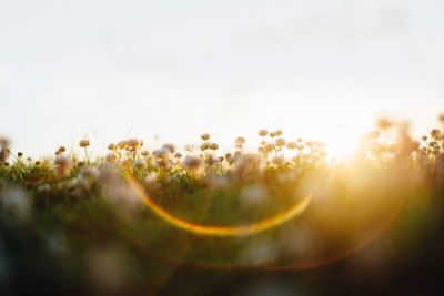 Close-up of plants against sky during sunset