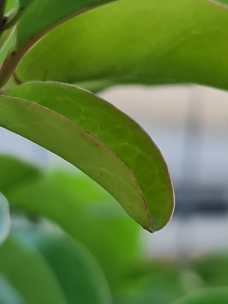 CLOSE-UP OF LEAVES