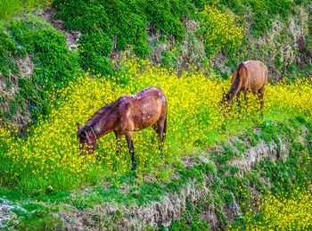 Animal on grassy field