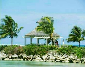 Palm trees at seaside