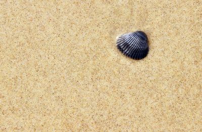 Close-up of crab on sand