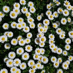 High angle view of daisies