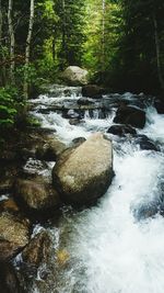 River flowing through forest