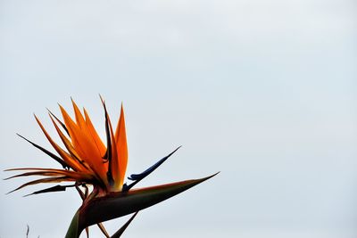 Close-up of plant