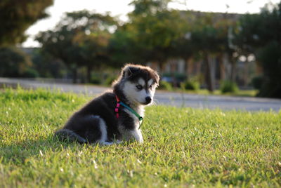 Dog on grass