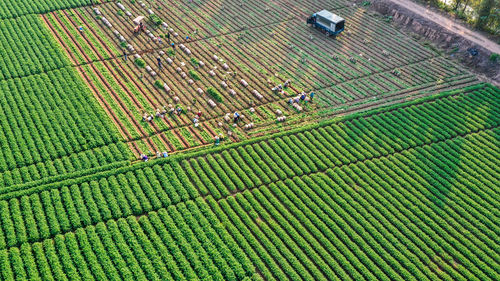 High angle view of agricultural field