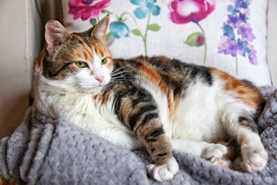 Portrait of a cat resting